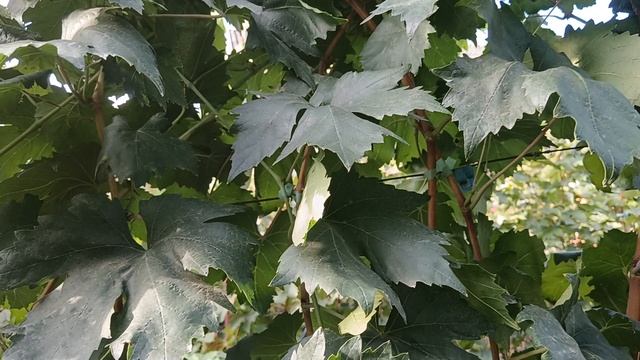 Виноград Автограф (Калугин В. М.) виноградник Король В. Н. г.Краснодар тел. 8-918-62-41-307 смотреть онлайн