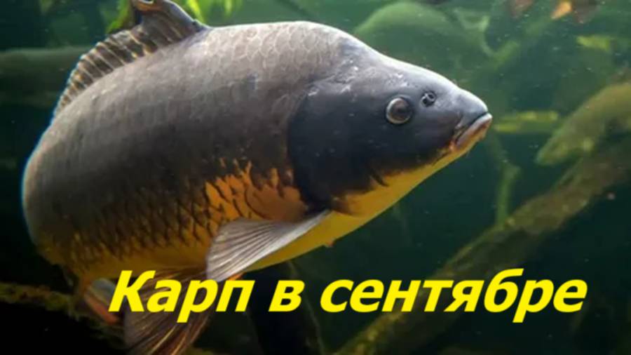 КАК ЛОВИТЬ КАРПА в СЕНТЯБРЕ? НАЖИВКИ и СНАСТИ для ЛОВЛИ КАРПА ОСЕНЬЮ. МЕСТА и ВРЕМЯ для РЫБАЛКИ