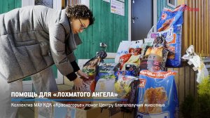 КРТВ. Помощь для «Лохматого ангела»