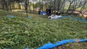 Задержаны подозреваемые в незаконной охоте и покушении на сбыт крупной партии марихуаны