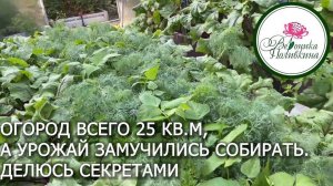 ОГРОМНЫЙ УРОЖАЙ С МАЛЕНЬКОГО ОГОРОДА. В ЧЕМ СЕКРЕТ