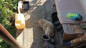 Дела Садовские