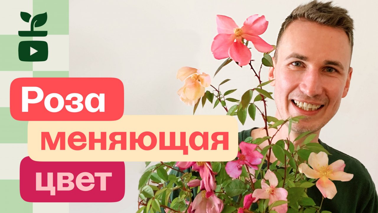 Нашел редкую розу. Мутабилис или роза изменчевая. И обзор цветущих роз