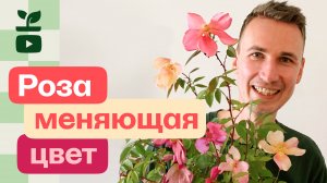 Нашел редкую розу. Мутабилис или роза изменчевая. И обзор цветущих роз