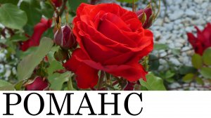 "Мне сегодня так больно". Поет Галина Орлова (Калининград). 26 сентябя 2025г. (исполнение 2)