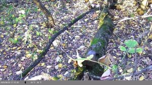 дневная жизнь