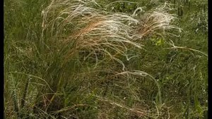 7 чудес  природы