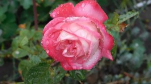 29=09=2025  ПВН  КМР . ОСЕНЬ .ДОЖДЬ.  MP4 (215)