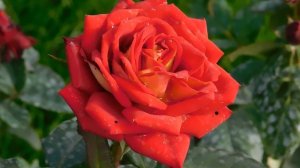 27=09=2025     КРАСНОДАР . ПАРК  СЕРГЕЯ ГАЛИЦКОГО.  ДЕНЬ ГОРОДА.  232  ГОДОВЩИНА.  JPG (98)