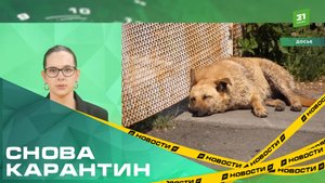 Внимание, карантин! Двор детского сада закрыли из-за вируса бешенства