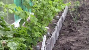 Муромцево   14 сентября  2025г Бардюра у винограда.