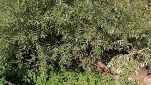 17.09.2025.Усадьба Парк Кино Ляхово. Парк Сибирских Кошек. ГО Домодедово. Обзор проводимых работ лин