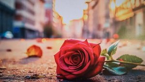 1.10.25 г. ДВОРОВАЯ =РОЗА= СЕГОДНЯ ДЕНЬ ПОЖИЛЫХ ЛЮДЕЙ, У ВСЕХ РАЗНЫЕ СУДЬБЫ, ВОТ И РОЗЕ НЕ ПОВЕЗЛО!