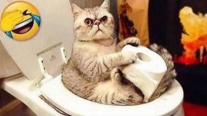 ТОП приколов с животными 2025  ЛУЧШИЕ ПРИКОЛЫ УГАРНЫЕ ЖИВОТНЫЕ