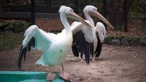 Утренняя зарядка у пеликанов, баклан и непрошеный гость.