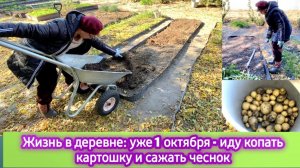 Жизнь в деревне: Уже 1 октября - иду копать картошку и сажать чеснок. Ночной мороз убил все цветы