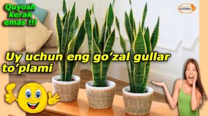 Eng qorong’uda ham o’sa oladigan 12 ta uy o’simliklari - Dunyo go'zallari !!!