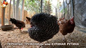 Куриная рутина – что делают куры на выгуле 😂 эпизод (5)