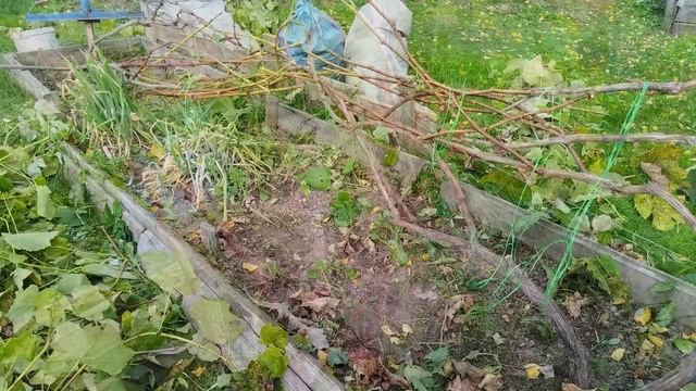 Осенняя обрезка винограда.