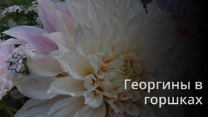 Как правильно выращивать георгины в горшках