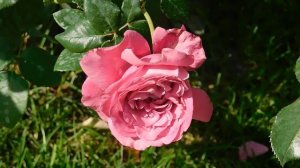 27=09=2025 КРАСНОДАР . ПАРК СЕРГЕЯ ГАЛИЦКОГО. ДЕНЬ ГОРОДА. 232 ГОДОВЩИНА. JPG (124)