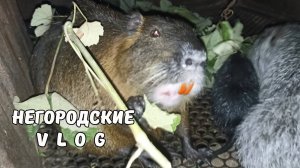 Яблочная каша для НУТРИЙ. 25.09.25