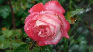 29=09=2025 ПВН КМР . ОСЕНЬ .ДОЖДЬ. MP4 (209)