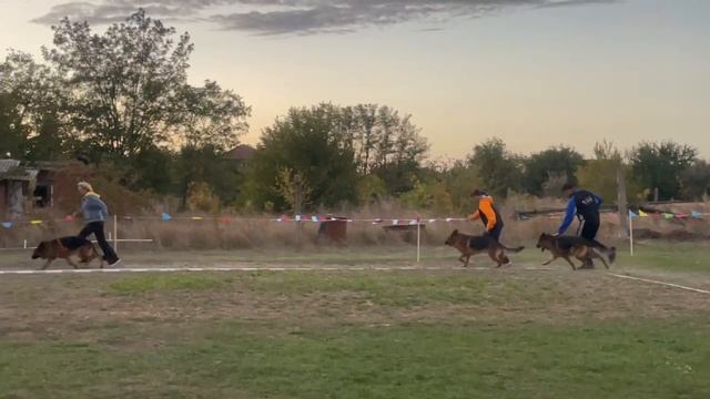 РАБОЧИЙ КОБЕЛИ / Кубок НКП РОСТОВ-НА-ДОНУ 28 сентября`25 Z.Najdovski, Е.Близнецова  Моно н/о