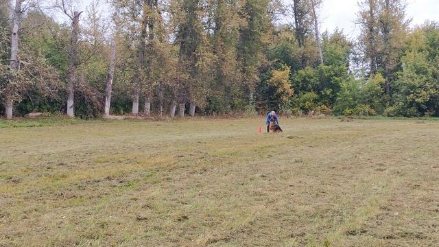 3.  выражено/перв ЛИМОН ИЗ ДОМА ДЖОКЕРА (Миро Аквитас – Фуксхаус Марта)