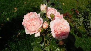 27=09=2025     КРАСНОДАР . ПАРК  СЕРГЕЯ ГАЛИЦКОГО.  ДЕНЬ ГОРОДА.  232  ГОДОВЩИНА.  JPG (136)