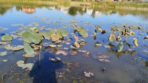 Осенняя рыбалка на хищника в Астрахани.