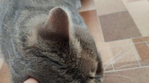 кот отдыхает, жизнь в деревне