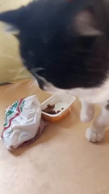 Живёт на крыше Кот Бандит. Самодержец и воин. Сам себя содержит ,где может- ест,и кого хочет- бьёт.