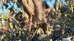 Виноград мороз 30.09.25
вызревания не будет