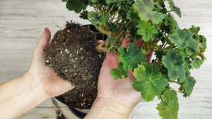 МАЛО КТО ЗНАЕТ ЧТО ГЕРАНЬ ОСЕНЬЮ ОМОЛАЖИВАЮТ ТОЛЬКО ТАКИМ СПОСОБОМ!