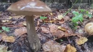 8 сентября/2 часть/ в лес...