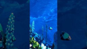 Краснодар. Парк Галицкого ч1.mp4