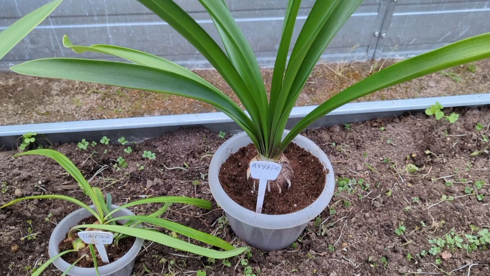 06-10-2025.Дача.выкапываю Гиппеаструмы из теплицы.