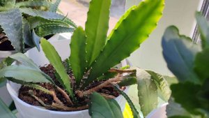 13-09-2025 цветок декабрист на окне в деревне