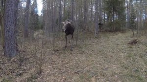 Встреча с лосями хотели напасть