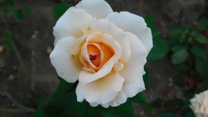 05=09=2025  Ю   КМР  (79)