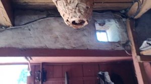 Шершни облюбовали потолок погреба.