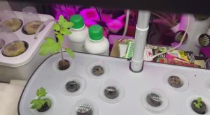 Эксперимент с гидропоникой продолжается.