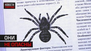 В Балашихе заметили экзотических пауков