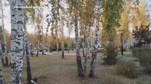 Как красива осенняя берёзка #осенняя_березка #осень