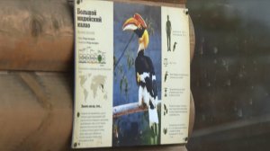 Разыскивается: из Ленинградского зоопарка сбежала редкая птица-калао