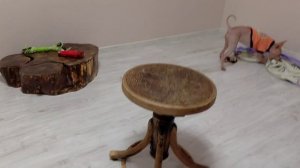 Жужа и футбол!