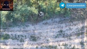 Сладкую парочку ВСУ зацепило