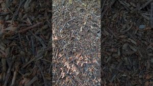 25 день путешествия автостопом с палаткой по Сахалину, Курилам и Камчатке