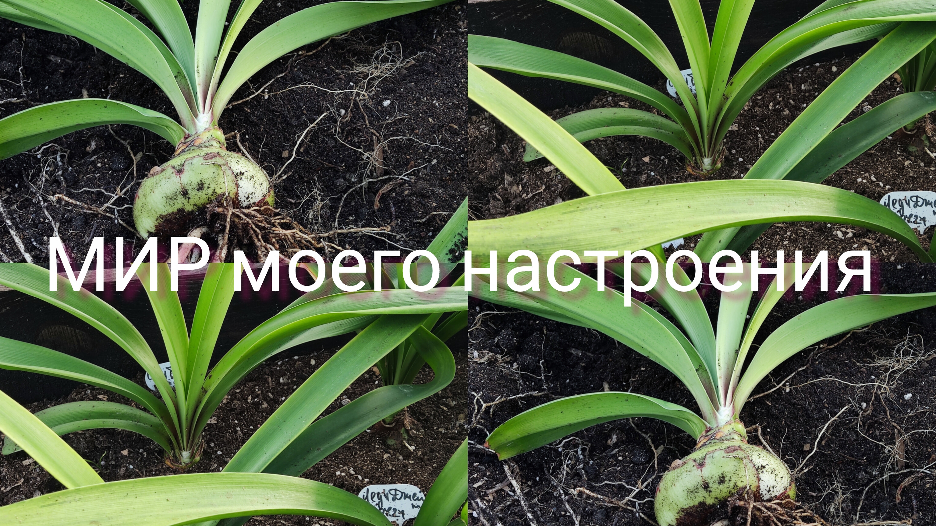 28.09.25 Дача.Гиппеаструмы итоги за лето.